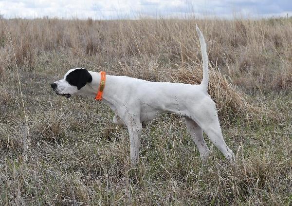 BLACKHAWK/MILLER PUPS English Pointer
