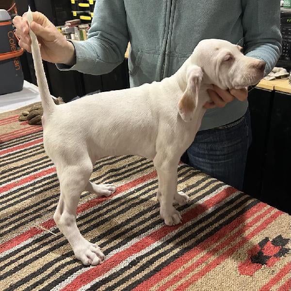 ELHEW SINBAD PUPS English Pointer