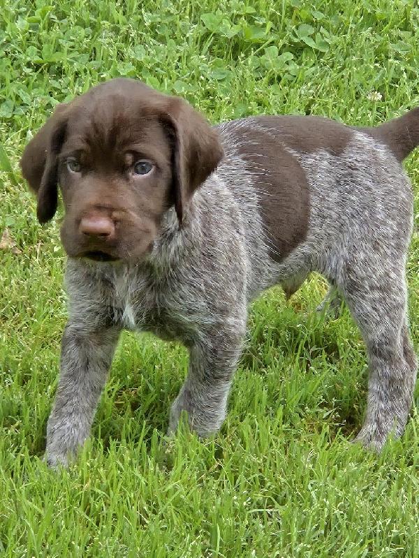 GWP PUPS IN TENNESSE German Wirehaired Pointer