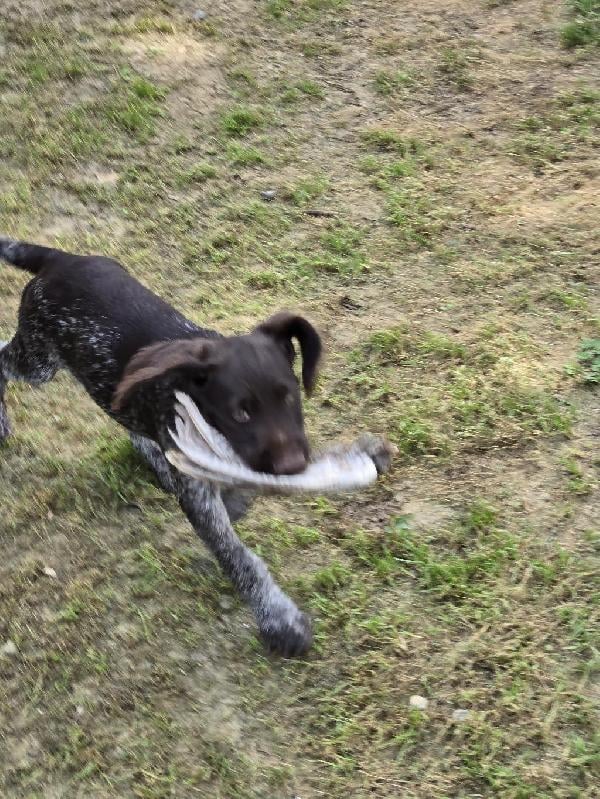 GWP PUPS IN TENNESSE German Wirehaired Pointer