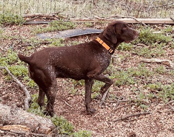 POCKET POINTER ‘SAGE’ PUREBRED GSP FEMALE German Shorthaired Pointer