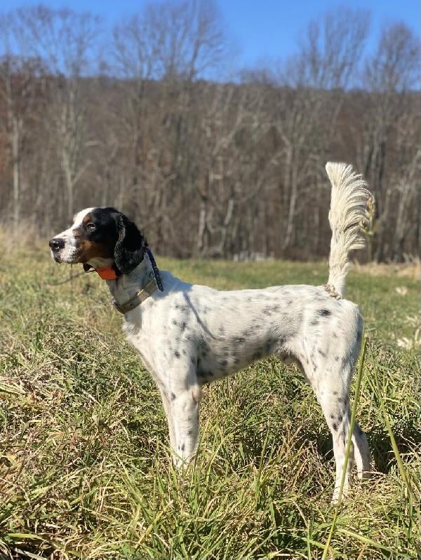 STUD: TRIAL WINNING SHADOW OAK BO SON English Setter