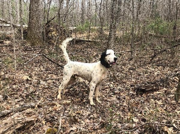 BROKE SETTER STUD English Setter