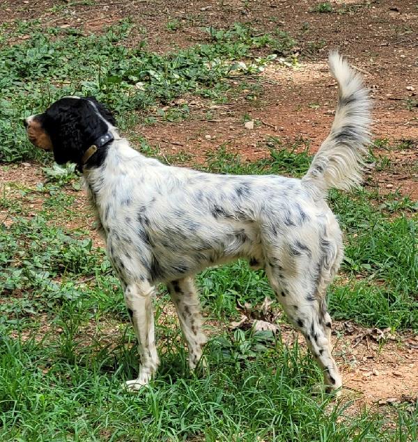GORGEOUS DARK STARTED MALE English Setter