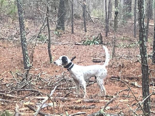 HORSEBACK/COVERDOG BLOODLINE STUD DOG English Setter