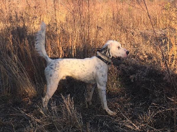 STUD: NORTHWOODS NIRVANA MALE English Setter