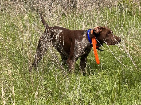 VERY NICE STARTED GSPS German Shorthaired Pointer