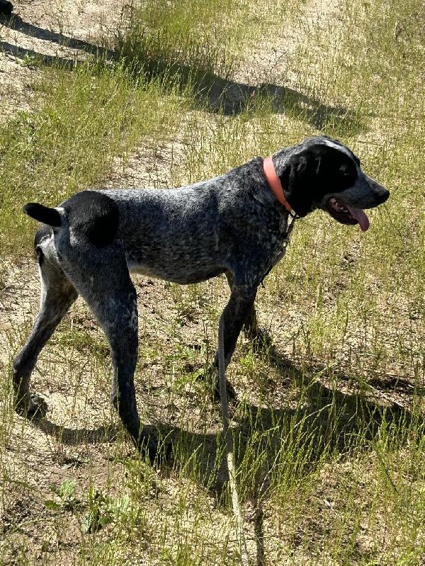 STARTED DOGS AVAILABLE AT ALL TIMES German Shorthaired Pointer