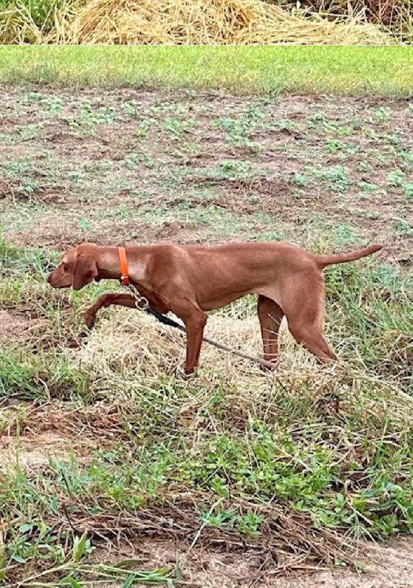STARTED DOGS AVAILABLE AT ALL TIMES Hungarian Vizsla