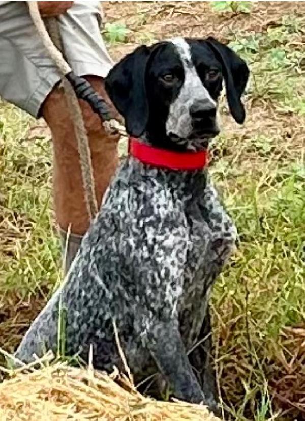 STARTED DOGS AVAILABLE AT ALL TIMES German Shorthaired Pointer