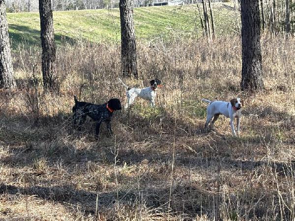 REGISTERED GSP PUPPIES German Shorthaired Pointer