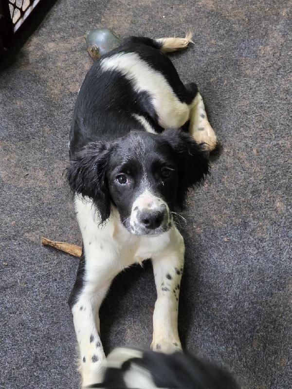 ENGLISH SPRINGER SPANIEL PUPPIES English Springer Spaniel
