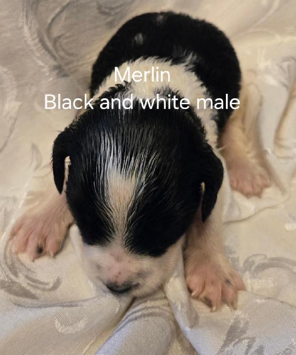 FIELD BRED ENGLISH SPRINGER SPANIEL PUPPIES English Springer Spaniel
