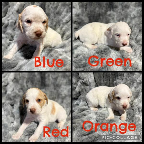 BRITTANY PUPPIES American Brittany