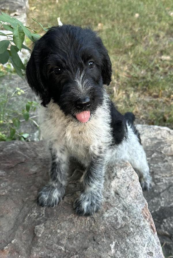 GRIFFINDOODLE PUPPIES Wirehaired Pointing Griffon