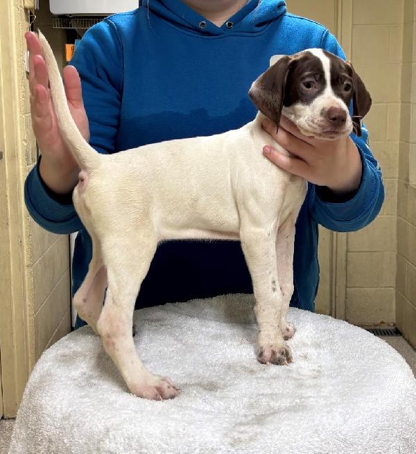 ENGLISH POINTER PUPPIES English Pointer