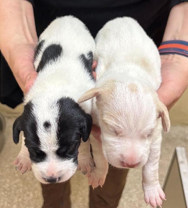 ENGLISH POINTER PUPPIES English Pointer
