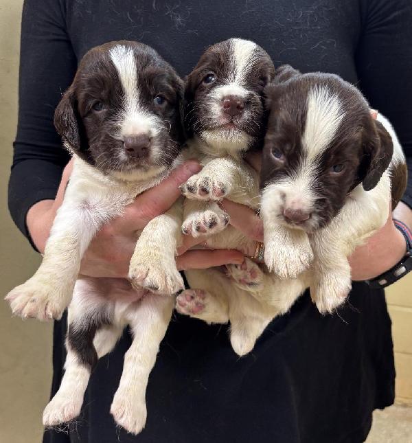 SUPER BREEDING ENGLISH SPRINGER SPANIEL PUPS English Springer Spaniel