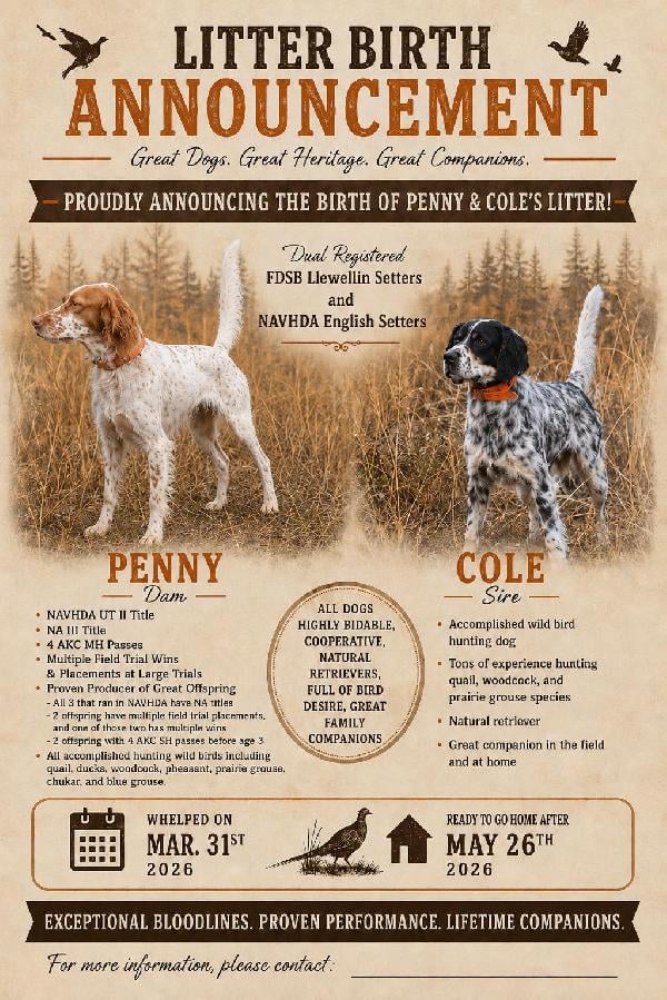 PRETTY PENNY X POOLES SMOKIN COLE LLEWELLIN Llewellin Setter