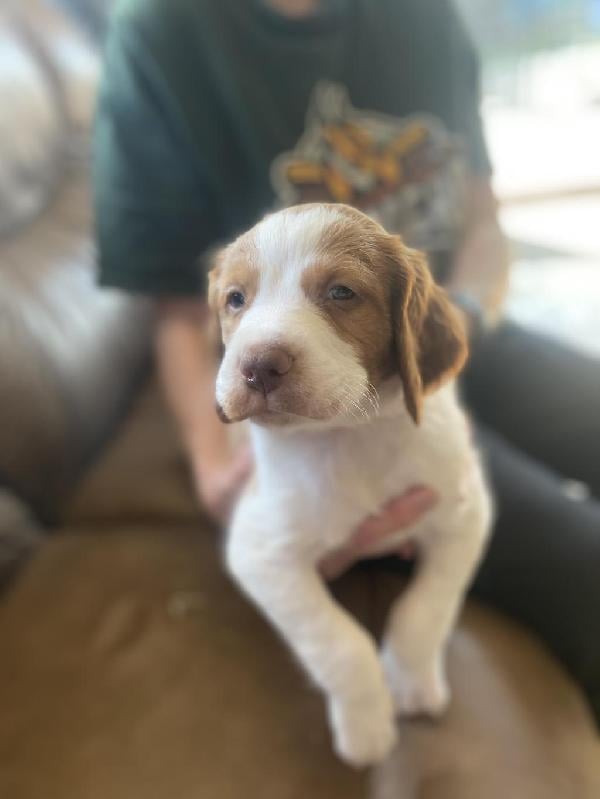BRITTANY PUPPIES American Brittany