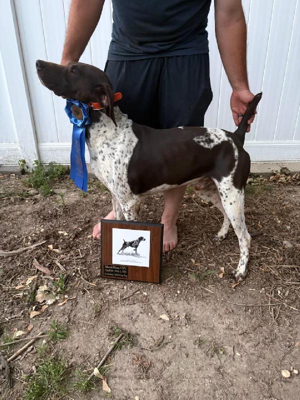 AFC FINISHED DOG German Shorthaired Pointer