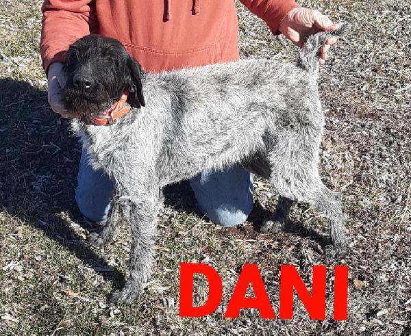KANSAS WIREHAIRS,, DANI X CHIEF MAY 2026 German Wirehaired Pointer