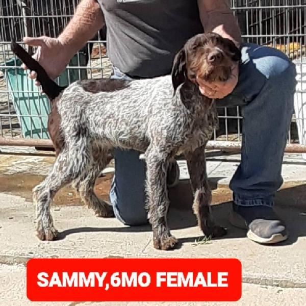 SIPES GUNDOGS KANSAS WIREHAIRS 2026 German Wirehaired Pointer