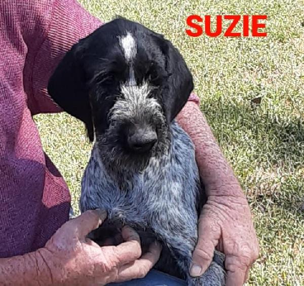 SIPES GUNDOGS KANSAS WIREHAIRS 2026 German Wirehaired Pointer