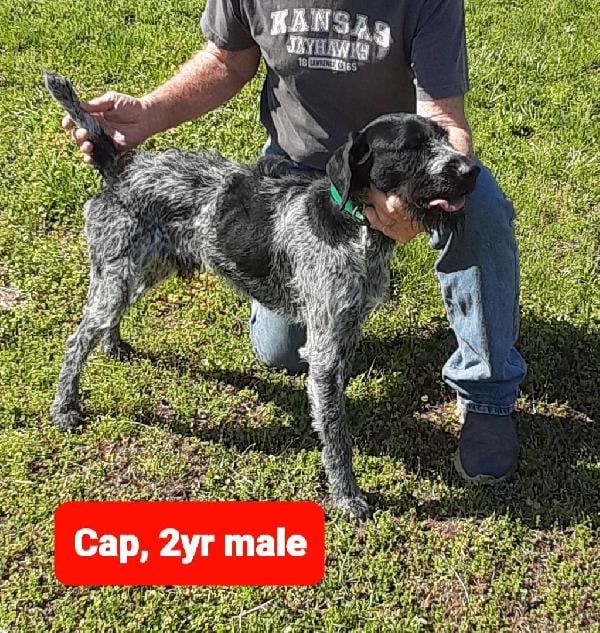 SIPES GUNDOGS KANSAS WIREHAIRS 2026 German Wirehaired Pointer