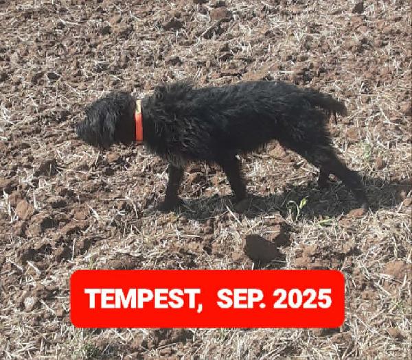 SIPES GUNDOGS KANSAS WIREHAIRS 2026 German Wirehaired Pointer