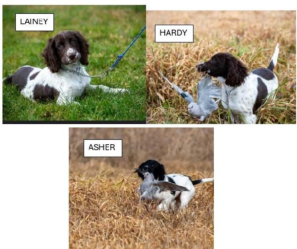 AKC SPRINGER SPANIELS FOR SALE, READY TO HUNT English Springer Spaniel