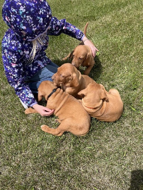 VIZSLA X WIREHAIRED VIZSLA Hungarian Vizsla