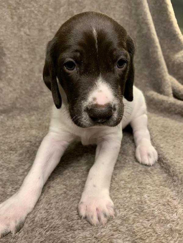 GSP PUPPY - CHAMPION BLOODLINES German Shorthaired Pointer