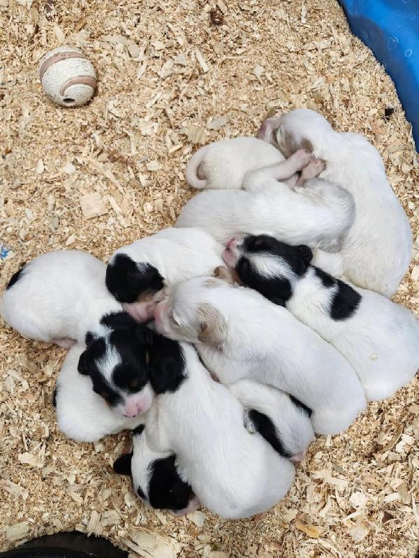 ENGLISH SETTER PUPS FOR SALE IN MN English Setter