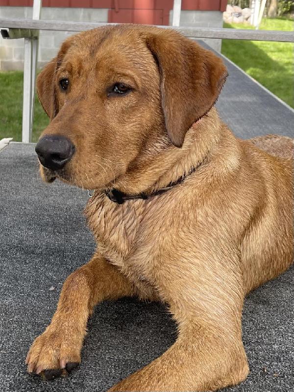 FOX RED YELLOWS AND BLACK LAB PUPS Labrador Retriever