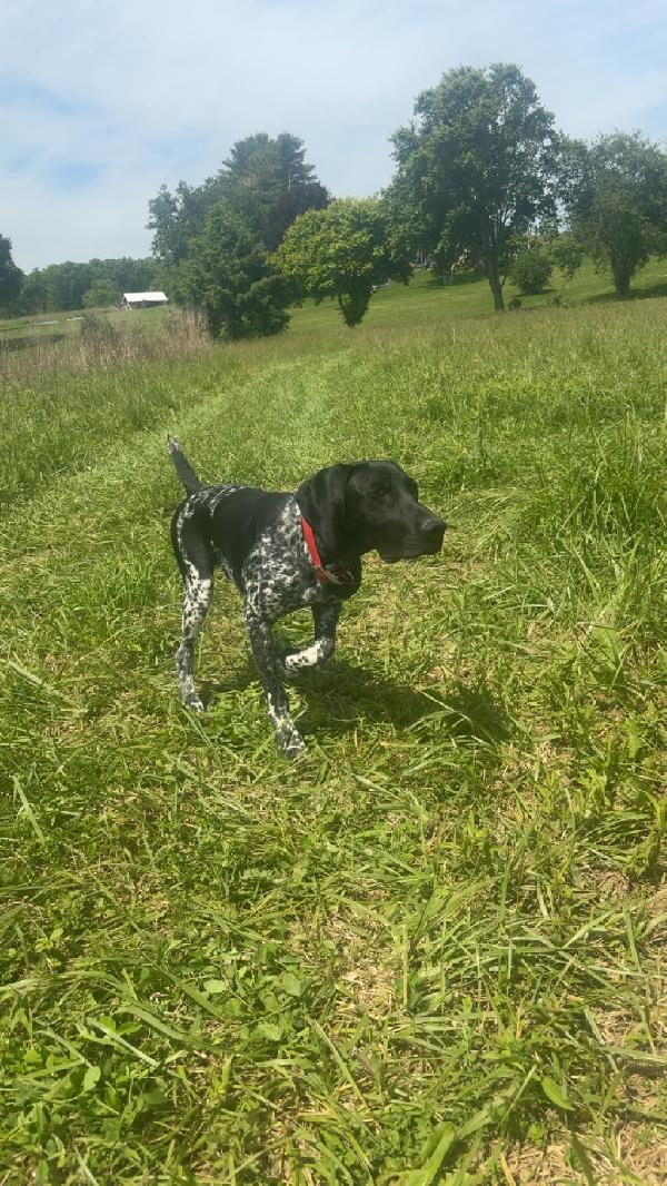 8 MONTH OLD STARTED MALE GSP German Shorthaired Pointer