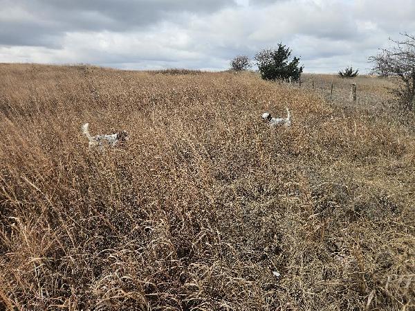 TRI COLORED ENGLISH SETTER PUPPIES English Setter