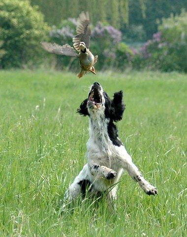 AKC FIELD BRED ENGLISH SPRINGER SPANIEL PUPS English Springer Spaniel