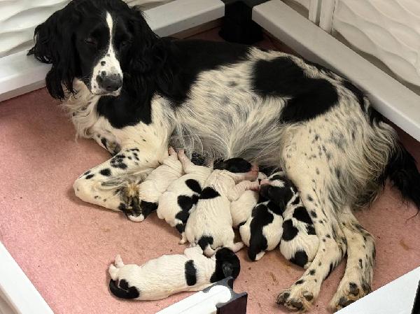AKC FIELD BRED ENGLISH SPRINGER SPANIEL PUPS English Springer Spaniel