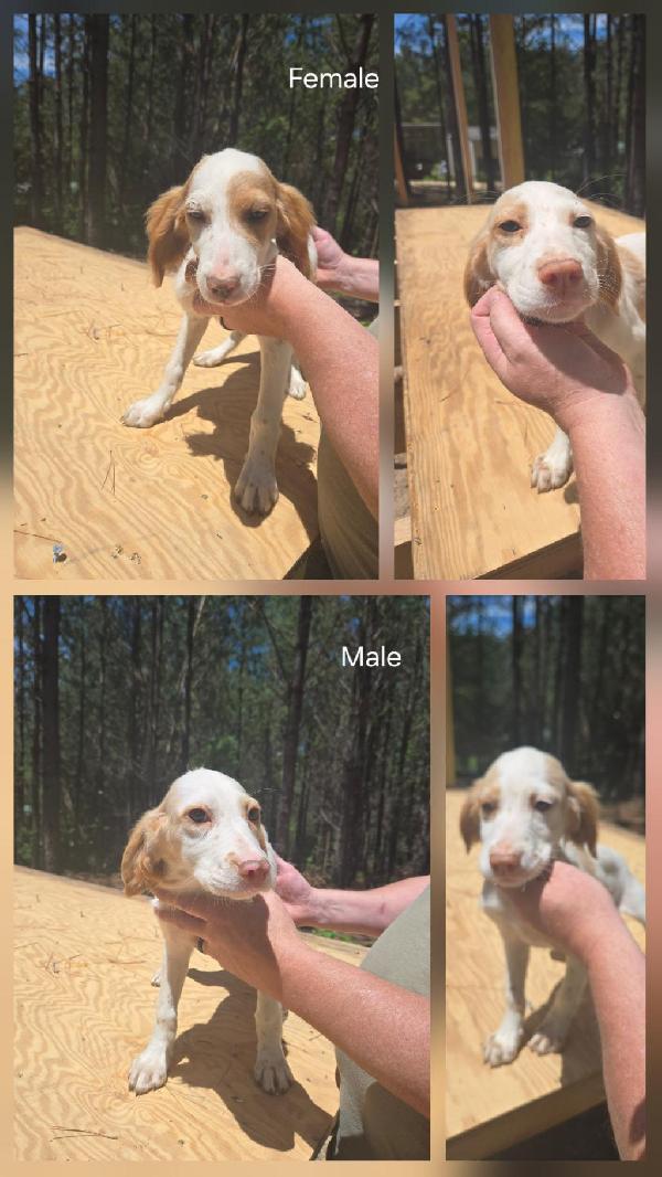 BIRD FINDERS English Setter