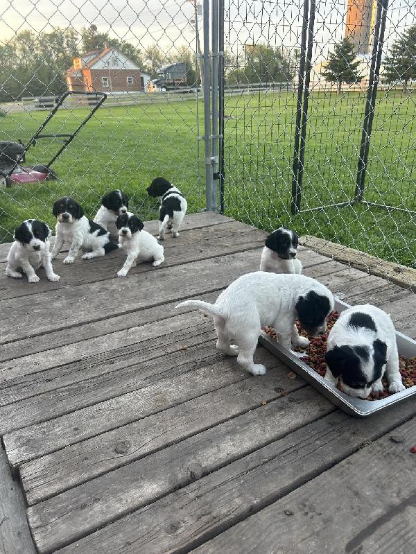 TOP CITY ENGLISH SETTER LITTER English Setter