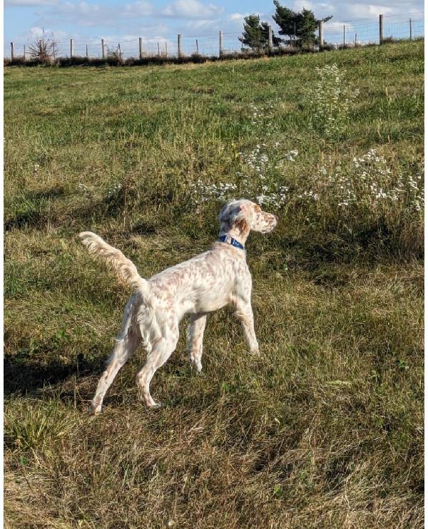 TOP CITY LITTER ANNOUNCEMENT- SUGAR English Setter