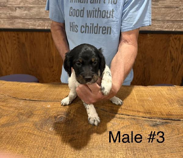 ENGLISH SETTER MALE- FULL BLACK FACE English Setter