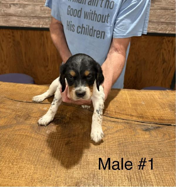 MALE- BLACK FACE/ WHITE STRIP DOWN THE MIDDLE English Setter