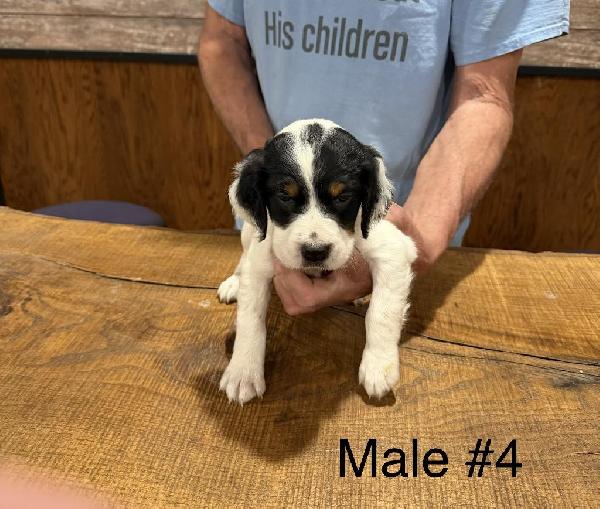TRI-COLOR MALE WITH DOT ON THE HEAD English Setter
