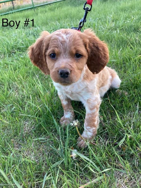 FRENCH BRITTANY PUPS FOR SALE French Brittany