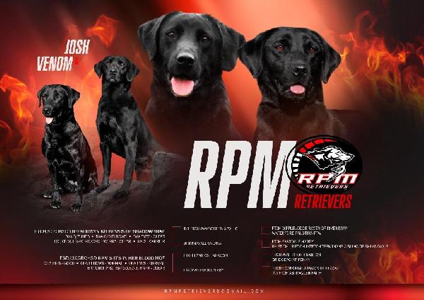 (UPDATE) FTCH/GRCHSD X ESD HALL OF FAME British Labrador Retriever