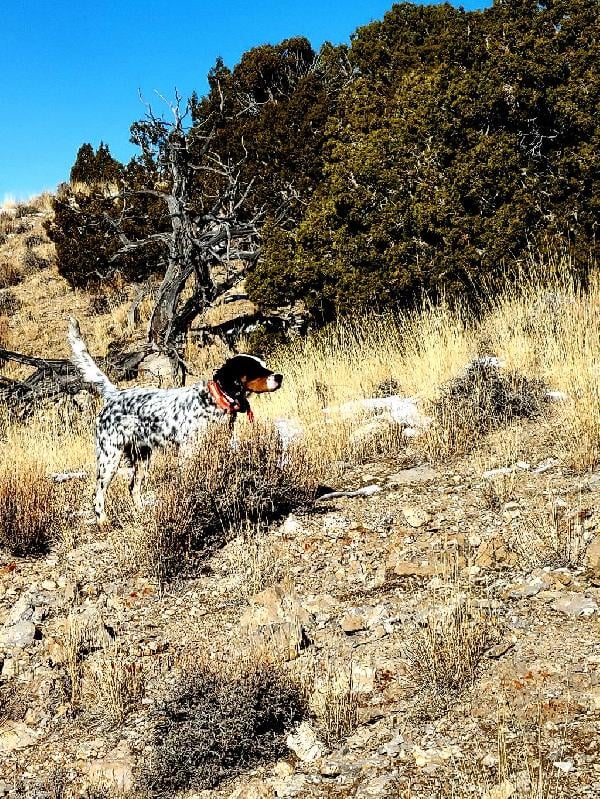 ENGLISH SETTER STUD English Setter