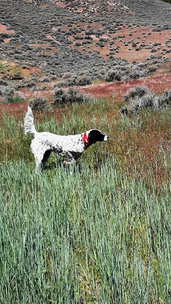 ENGLISH SETTERS LITTER English Setter