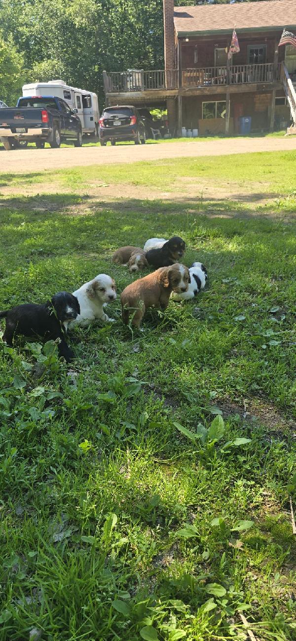 FIELD BRED ENGLISH COCKERS English Cocker Spaniel
